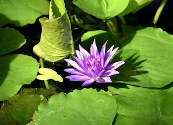 Flower On Body Of Water