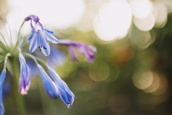 Flower on Bukeh Photograph