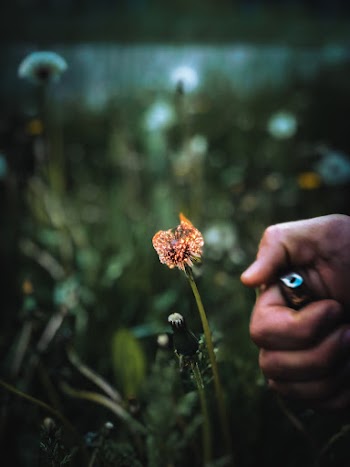 Flower On Fire