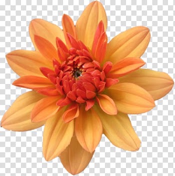 Flower Orange , flower transparent background PNG clipart