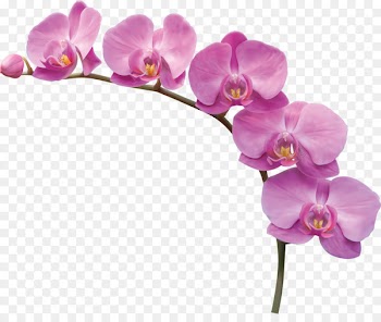 Flower - Orchid flowers 