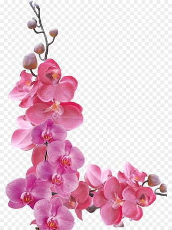 Flower Orchids Petal - orchid 