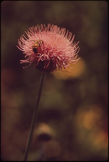 Flower. Original public domain image | Free Photo - rawpixel