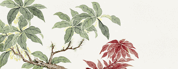 Flower painting during late 18th | Free Photo Illustration - rawpixel