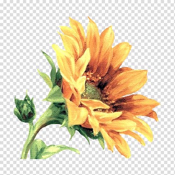 Flower Painting Floral design Art Drawing, Watercolor plants transparent background PNG clipart