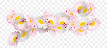 Flower Painting Floral design Rose Ornament - Pink chamomile 