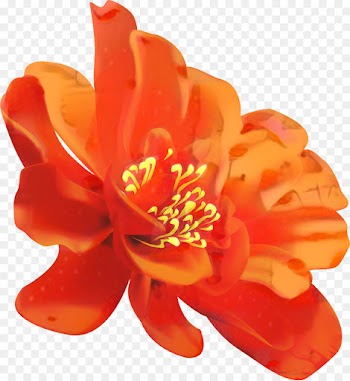 Flower Painting, Watercolor Painting, Painting, Orange, Petal PNG