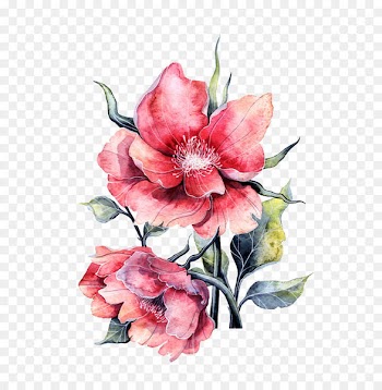 Flower Paper painting Rose - Watercolor peony in full bloom 