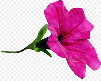 flower petal bougainvillea plant pink