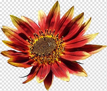 Flower Petal Color , flower transparent background PNG clipart