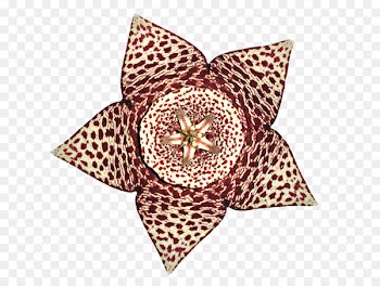Flower Petal - Leopard Flowers 