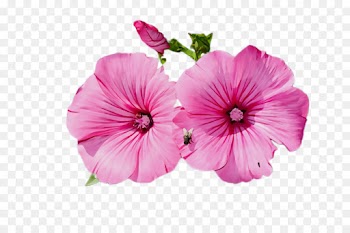 flower petal pink plant flowering plant