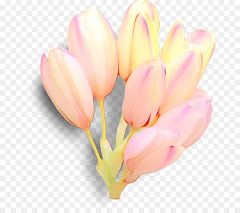 flower petal pink tulip plant