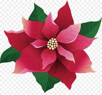 flower petal plant pink flowering plant