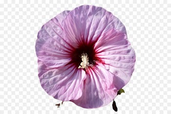 flower petal violet purple pink