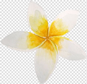 Flower Petal Water lily Lilium, Watercolor flowers transparent background PNG clipart