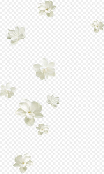 Flower Petal White - Pretty white flowers floating 