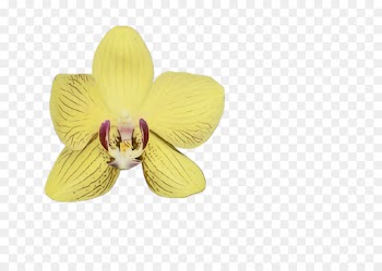 flower petal yellow violet plant