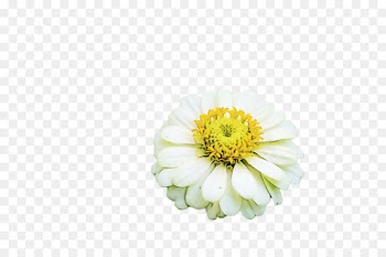 flower petal zinnia plant flowering plant