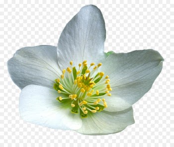 Flower Photography - flower 