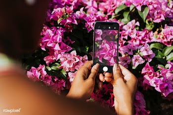 Flower photography | Free stock psd mockup - 560826