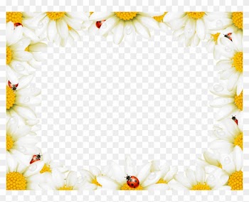 Flower Picture Frame Chamomile Royalty-free - Frames In Flowers Free