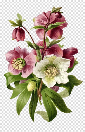 Flower, pink and white petaled flowers transparent background PNG clipart