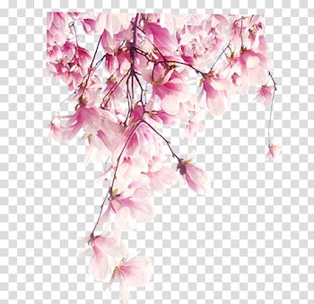 Flower, Pink flower transparent background PNG clipart