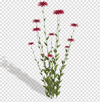 Flower, pink flowers illustration transparent background PNG clipart