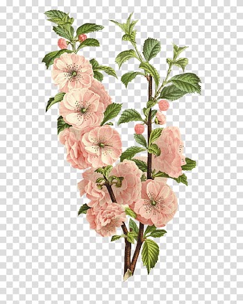 Flower, pink flowers illustration transparent background PNG clipart