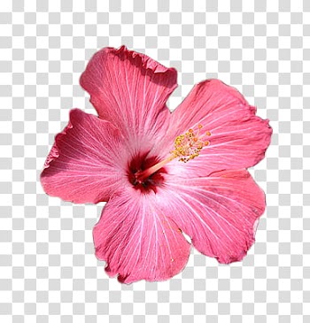 FLOWER, pink hibiscus flower transparent background PNG clipart