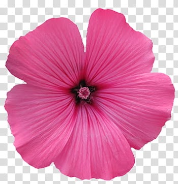 Flower , pink hibiscus flower transparent background PNG clipart