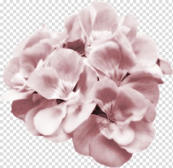 Flower Pink Petal , pink watercolor flower transparent background PNG clipart