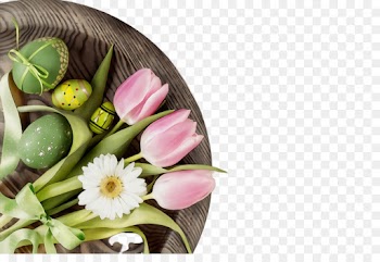 flower pink plant cut flowers tulip