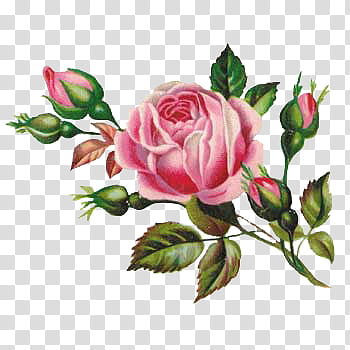 Flower, pink rose flowers in bloom transparent background PNG clipart