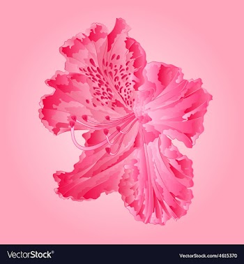 Flower pink simple rhododendron vector image