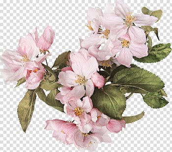 Flower Pink Watercolor painting , flower transparent background PNG clipart