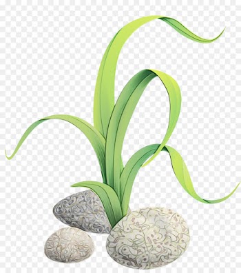 flower plant aquarium decor houseplant flowering plant