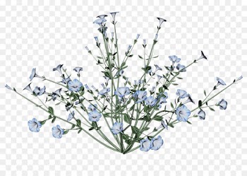 flower plant branch flowering plant twig