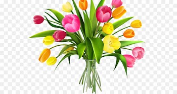 flower plant cut flowers tulip bouquet