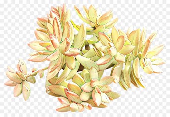 flower plant echeveria stonecrop family flowering plant