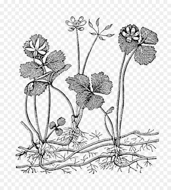 Flower Plant Floral design Black and white - botanical flowers 