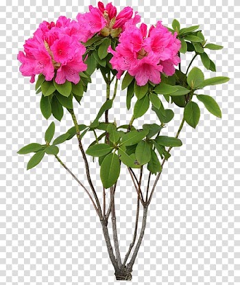 Flower Plant, flower transparent background PNG clipart