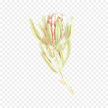 flower plant flowering plant grass family pedicel