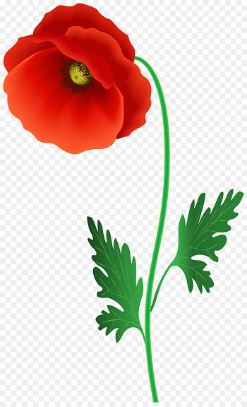 flower plant flowering plant petal leaf