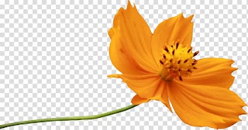 Flower , Plant flowers and plants flowers creative transparent background PNG clipart