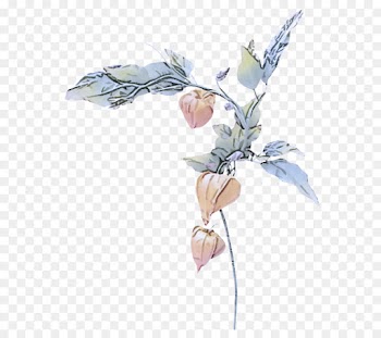 flower plant leaf cut flowers magnolia