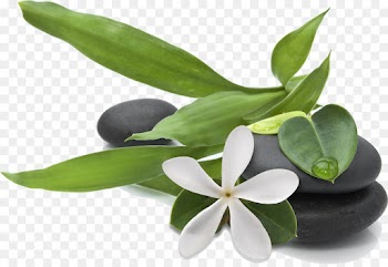 flower plant leaf flowering plant houseplant