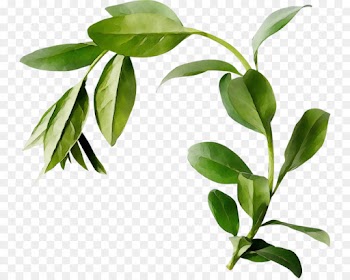 flower plant leaf tree flowering plant