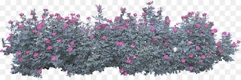 flower plant pink shrub tree